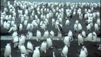 Antarctica's Emperor