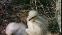 Mutual of Omaha's Wild Kingdom: Strange Partnership