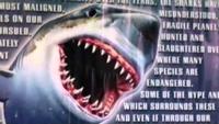 Great White Shark: Hunter And Hunted