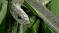 Black Mamba White Witch