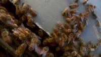 Silence of the Bees