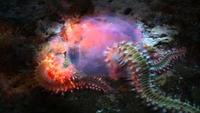 Vicious Beauties - The Secret World Of The Jelly Fish