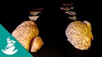 The Brain, the Last Enigma