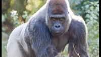 Mystery Gorilla