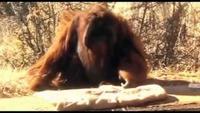 The Cleverest Ape In the World
