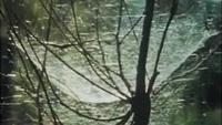 Life on Earth - The First Forests