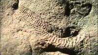 Life on Earth - Building Bodies