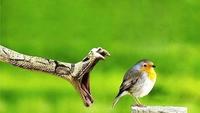 National Geographic's: Most Amazing Moments