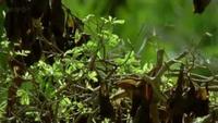 Great Barrier Reef: Reef to Rainforest