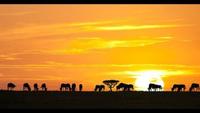 The Greatest Animal Migration