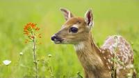 The Private Life of Deer
