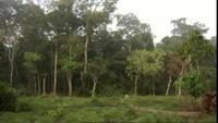 A Kingdom For The Dzanga Gorillas