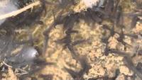 Metamorphosis: Tale of a Wetland