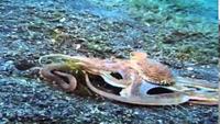 Deadly Dance Under the Sea