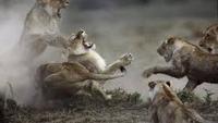 Crater Lions of Ngorongoro
