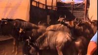 Big Game: Hippopotamus Tragedy