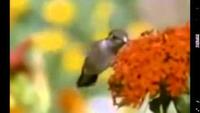 Extraordinary Birds