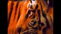 Swamp Tigers