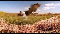 Raptor Force