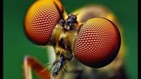 Insect Wars: Social Insects