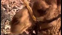 Secrets of Archaeology: The Ports of the Desert