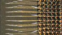 Ancient Warriors: The Macedonians