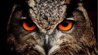Owls: Silent Hunters