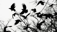 A Murder of Crows