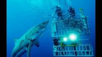 Sharks of Lost Island