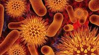 Hunting the Nightmare Bacteria