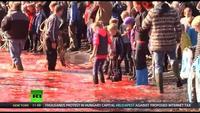 Red Waters: Faroe Islands Whale Slaughter