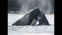 Ocean Wilds: Realm of the Killer Whales