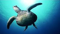 A Turtle's Guide to the Pacific