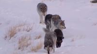 The Wolf That Changed America