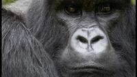 The Gorilla King