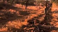 Big Game: Elephant Capture