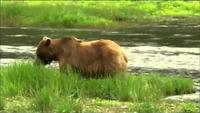 Fortress of the Bears