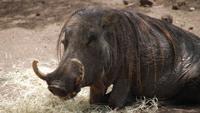 Mother Warthog