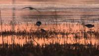 Miracle in the Marshes of Iraq