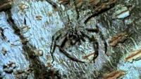 Webs of Intrigue