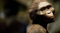 Your Inner Fish: Your Inner Monkey