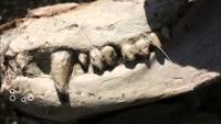 Your Inner Fish: Your Inner Reptile