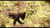 Bears of the Last Frontier: The Road North