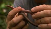 Super Worms