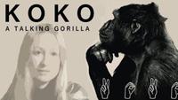 Koko: A Talking Gorilla
