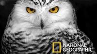 Magic of the Snowy Owl