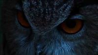 The Eagle Owl: The Lord of the Night