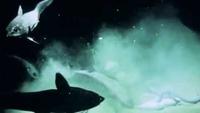 Marine Life on the Abyssal Floor