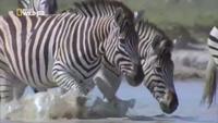 Wild Kalahari