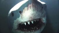 The Science of Shark Attacks